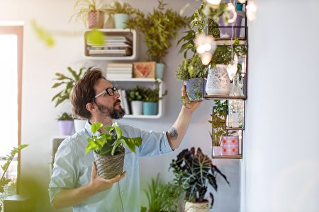 英国爸爸酷爱植物花两万英镑打造室内丛林 园艺 绿色植物 蔓绿绒 大纪元