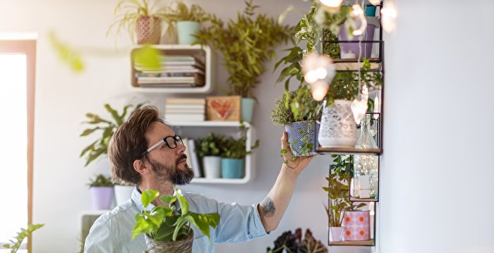 英国爸爸酷爱植物 花两万英镑打造室内丛林