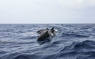 卫星照片分析：俄部署海豚保护黑海军事基地