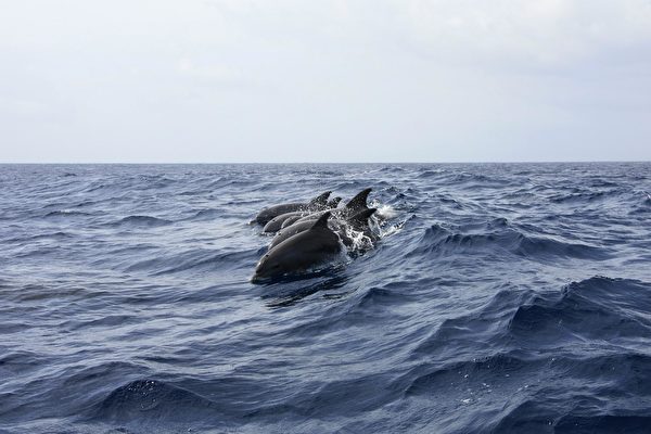 衛星照片分析：俄部署海豚保護黑海軍事基地