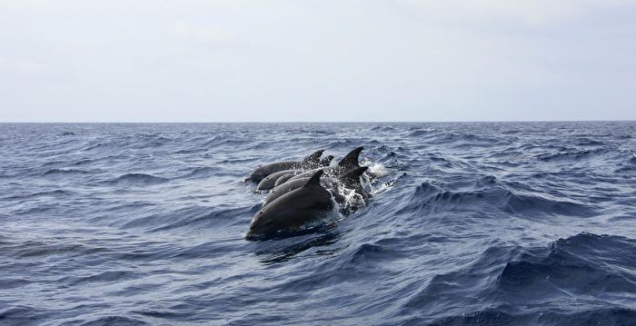 卫星照片分析：俄部署海豚保护黑海军事基地