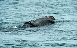 北大西洋鲸鱼死亡情况恶化