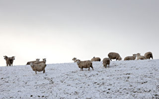新西蘭政府宣布更新後的冬季放牧規定