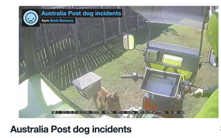 狗袭击澳邮递员事件激增 日均5起