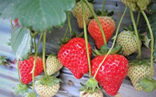 氣溫忽高忽低又降雨 重創加州草莓種植業
