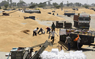 熱浪來襲 印度小麥供應添變數