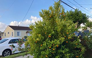 新詩：房前的桔子樹