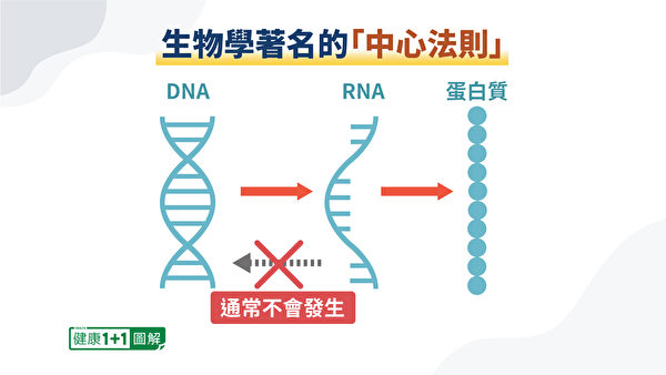 因為「中心法則」，從RNA逆轉錄成DNA的過程通常不會發生。（健康1+1／大紀元）