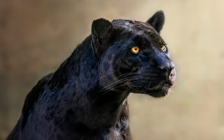 一對夫婦肯尼亞之旅拍下稀有黑豹照片