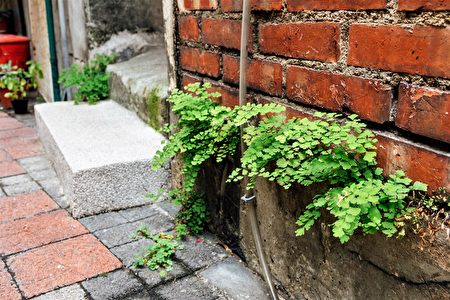 柳川古道上許多紅磚水泥屋角下生長著鐵線蕨。