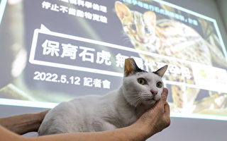 台大“家猫代孕石虎”计划遭批 动团吁撤回