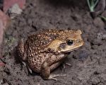 海蟾蜍列為有害入侵種 飼養者須登記備查