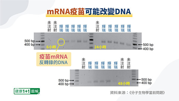 mRNA疫苗可能改變人體DNA。（健康1+1／大紀元）
