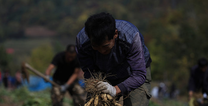 人为破坏和化肥 东北黑土地正快速流失