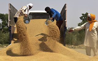 糧食保護主義浪潮下 印度宣布禁小麥出口