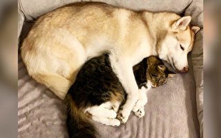 西伯利亞雪橇犬幫助瀕死小貓 成為最好朋友