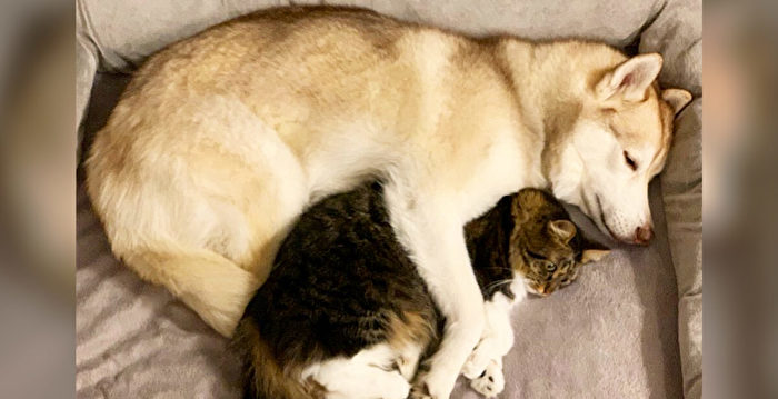 西伯利亚雪橇犬帮助濒死小猫 成为最好朋友