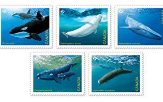 加拿大发行最新邮票 五种濒临绝种鲸鱼为主题