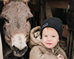 3歲加拿大農場小男孩與驢子的緣分 太可愛