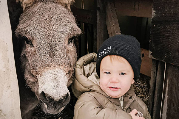 3岁加拿大农场小男孩与驴子的缘分 太可爱