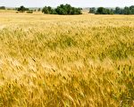 美小麥減產 印度禁出口 全球糧食危機加重
