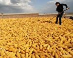 中国畜禽饲料减产 急需增加原料进口
