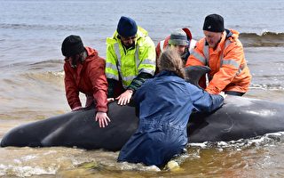 昆士兰社区努力拯救搁浅小须鲸