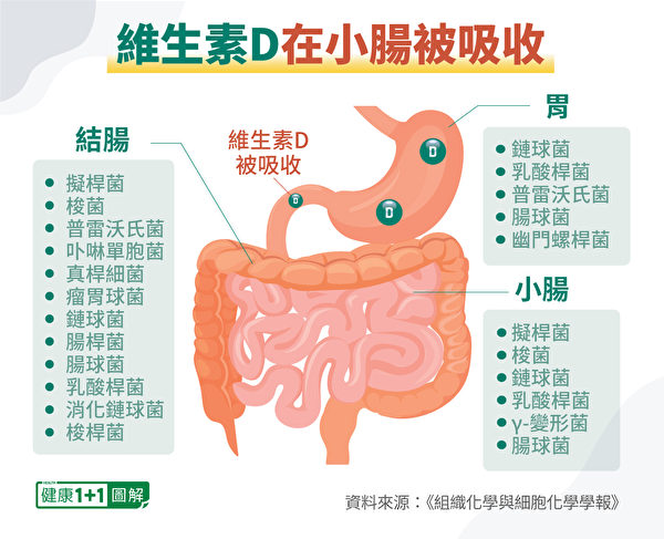 腸道菌在小腸中濃度逐漸升高，在結腸中濃度最高，維生素D主要在小腸被吸收。（健康1+1／大紀元）