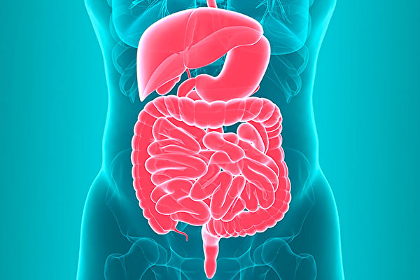 維生素D豐富腸道菌，對腸道健康有著極大的影響。(Shutterstock)