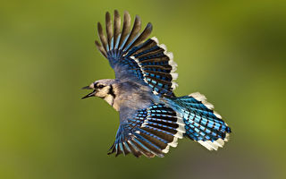 组图：美国摄影师用心捕捉飞行中的冠蓝鸦