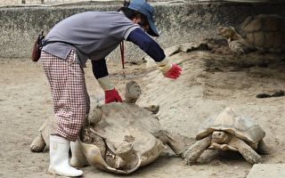 523世界乌龟日 寿山动物园“龟”密大公开