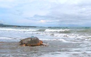 野放海龜回大海 海保署裝衛星發報器追蹤跡