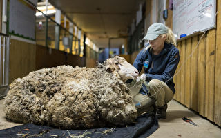逃家6年背40公斤羊毛瀕死 澳洲綿羊終獲救