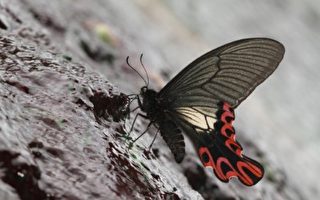 太平山的初夏盛典－台灣寬尾鳳蝶