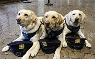 保护和拥抱：纽约市警察局工作中的治疗犬
