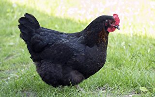 印度母雞生出腰果形狀的蛋 令人稱奇