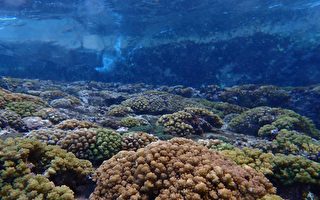 小琉球海洋生態衰退 屏縣府啟動復育計畫