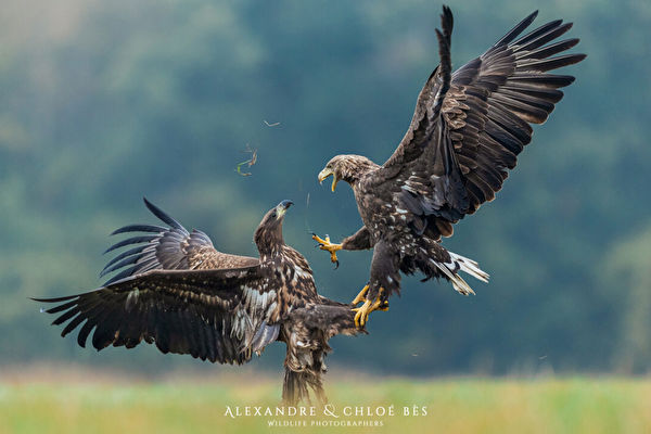 组图：两只猛禽为争食展开空战的精彩画面