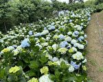 2022桃園繡球花季 體驗賞花與美食饗宴輕旅行
