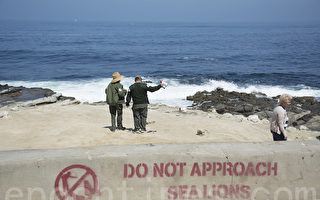 海狮繁殖季 圣地亚哥拉荷亚海滩关半年