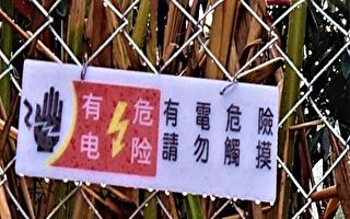 台灣獼猴入侵  枇杷農架電網災損降2成