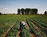 国家安全新领域：美国农地与中国粮食需求