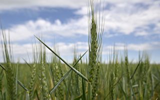 聯合國：與俄建設性討論穀物與化肥出口