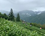 “茶忆复兴‧茶觉身心” 端午好茶邀品茗