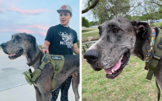 “世上最高的狗”美国大丹犬身高超一米
