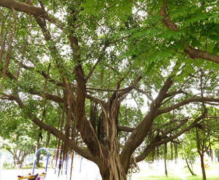 在漢醫學與民俗觀點，榕樹枝有驅邪除煞的功效，再加上生長力強，植株繁茂，而被視為神樹。