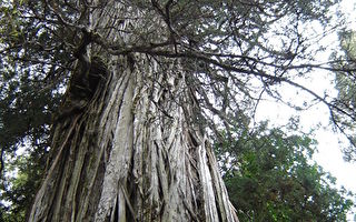 智利一棵落叶松有5400多岁 或为最古老树木
