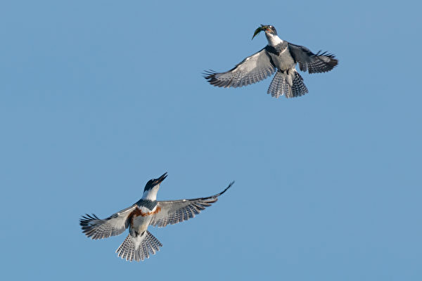 兩隻翠鳥為爭奪領地在空中展開激烈爭鬥
