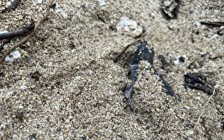 小琉球綠蠵龜產卵季 台海保署：勿騷擾以免觸法