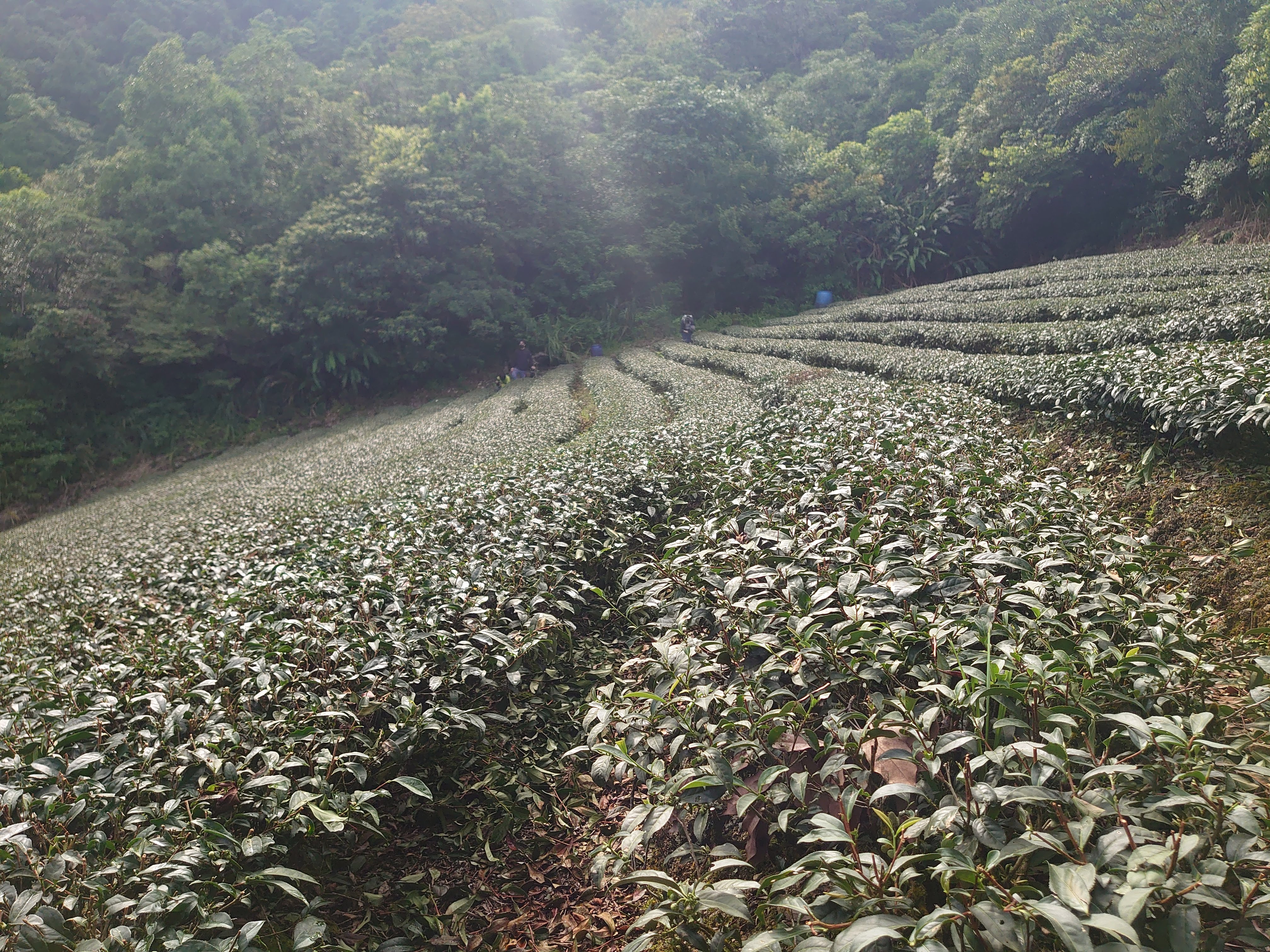 霧氣迷濛。(攝影/池農深)